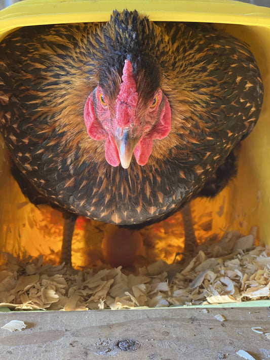 Rescuing Laying Hens: A Journey of Transformation