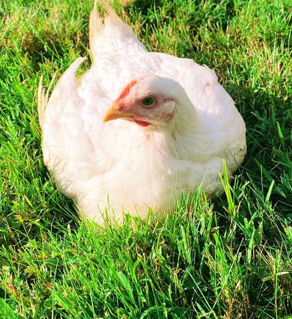 Pastured Poultry Pre-Order - The Fruitful Hen